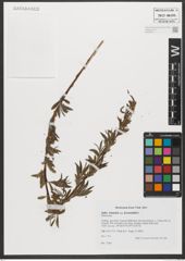 Foto von Salix triandra subsp. bornmuelleri (Hausskn.) A. K. Skvortsov